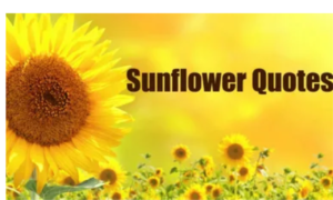 Sunflower sayings